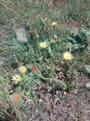 Urospermum dalechampii