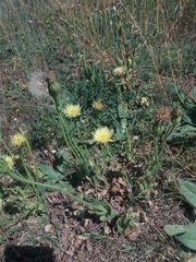 Urospermum dalechampii