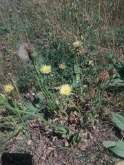 Urospermum dalechampii