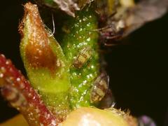 Callipterinella tuberculata