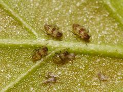 Callipterinella tuberculata