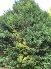 Cupressus × leylandii