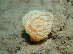 Aplidium ocellatum