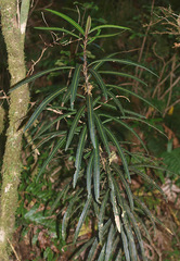 Pseudopanax linearis