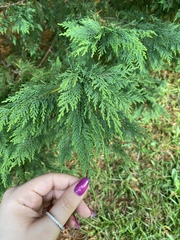 Cupressus × leylandii
