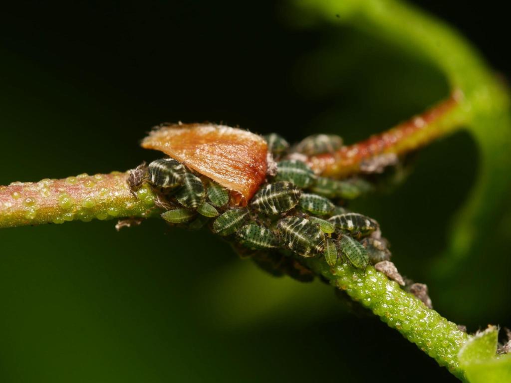 Aphid