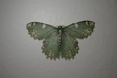 Eucyclodes fascinans