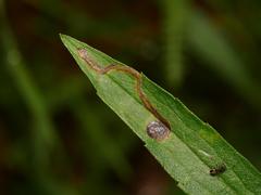 Phytomyza solidaginis