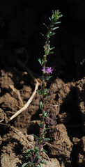 Lythrum tribracteatum