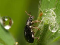 Phyllobius viridicollis