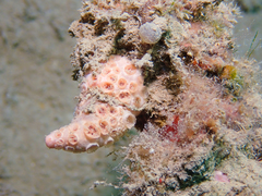 Hemimycale columella