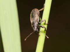 Brachyderes incanus