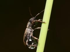 Brachyderes incanus