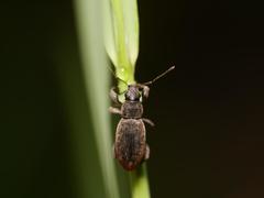 Brachyderes incanus