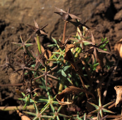 Damasonium alisma