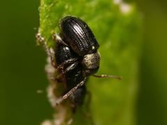 Phyllobius viridicollis