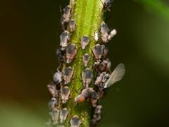 Metopeurum fuscoviride