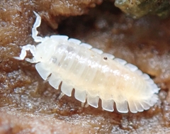 Armadilloniscus holmesi