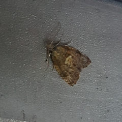 Pseudargyrotoza conwagana