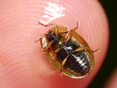 Cassida stigmatica