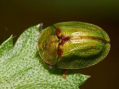 Cassida stigmatica