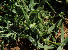 Sporobolus aculeatus