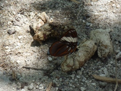 Adelpha epione