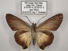 Coeliades forestan forestan