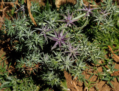 Eryngium barrelieri