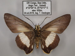 Coeliades forestan forestan