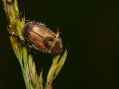 Chaetopteroplia segetum