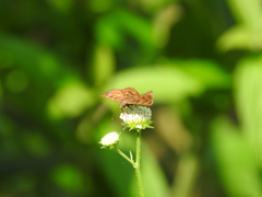 Pellicia dimidiata dimidiata