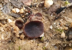 Peziza thozetii