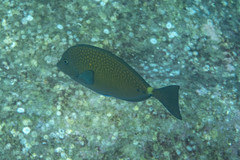 Prionurus maculatus