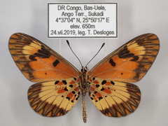 Acraea acerata