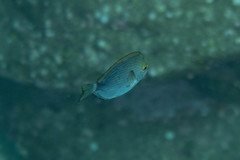 Acanthurus mata