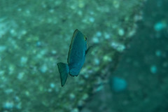 Acanthurus mata