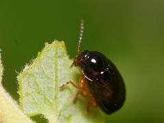Cryptocephalus ocellatus