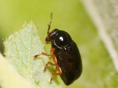 Cryptocephalus ocellatus