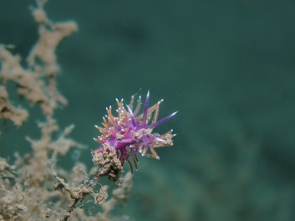 Flabellina ischitana