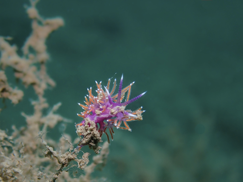 Flabellina ischitana