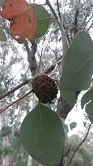 Apiomorpha strombylosa