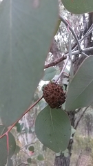Apiomorpha strombylosa