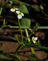 Damasonium alisma