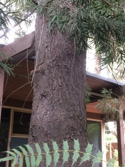 Afrocarpus gracilior