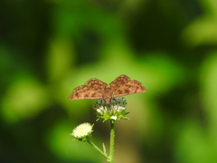 Pellicia dimidiata dimidiata