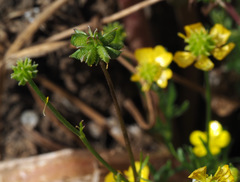 Ranunculus scandicinus