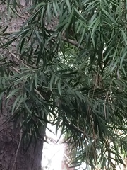 Afrocarpus gracilior