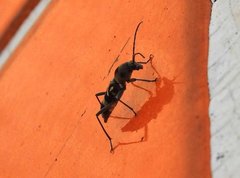 Chlorophorus macaumensis