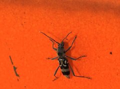 Chlorophorus macaumensis